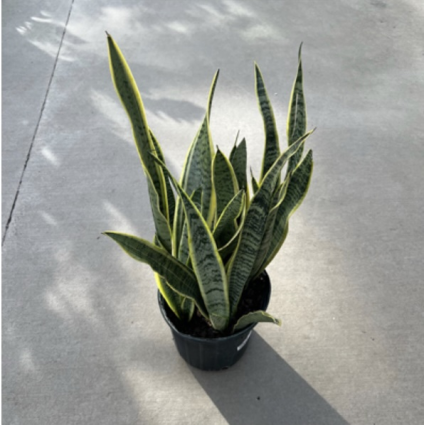Sansevieria Laurentii 8"