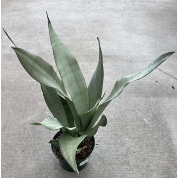 Sansevieria Moonshine 6"