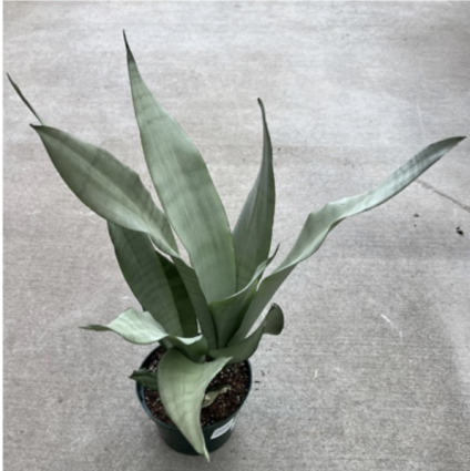 Sansevieria Moonshine 6"