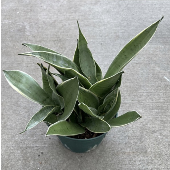 Sansevieria Night Owl 6"