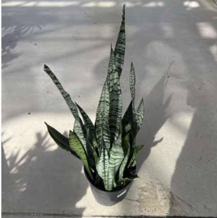 Sansevieria Zeylanica 10"