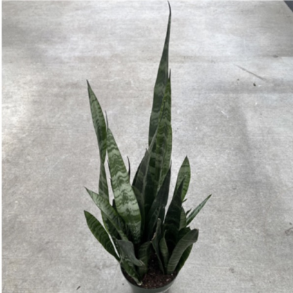 Sansevieria Zeylanica 6"