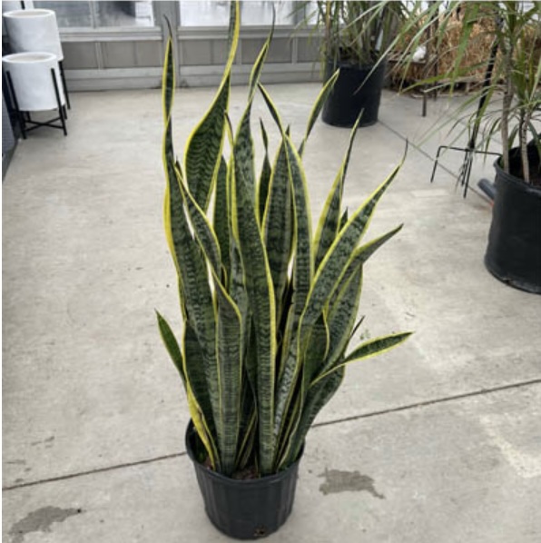 Sansevieria Laurentii 10"