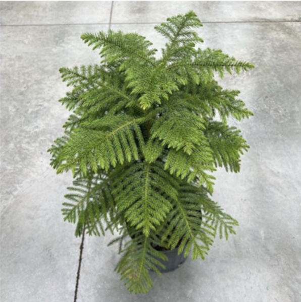 Norfolk Pine 12"