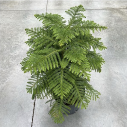 Norfolk Pine 12"