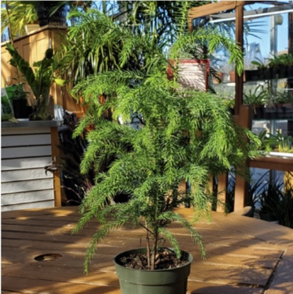 Norfolk Pine 4"
