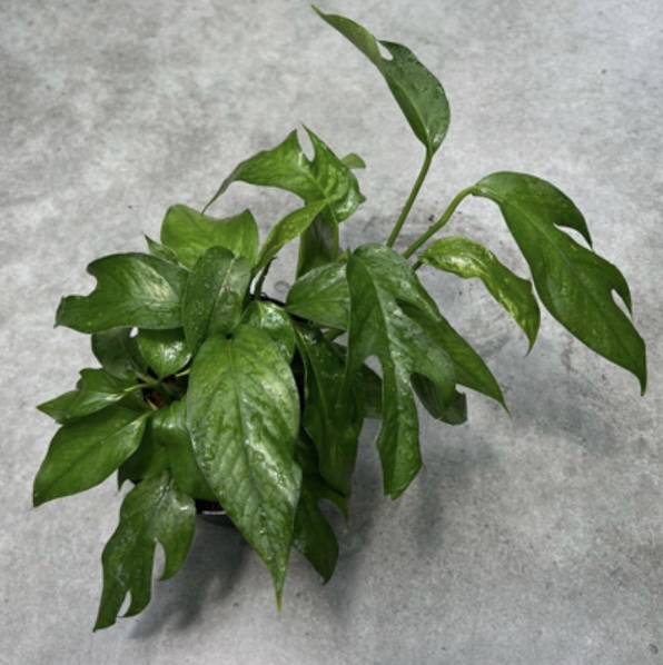 Pothos �Baltic Blue�