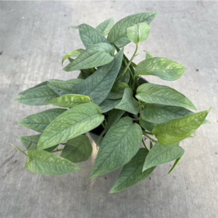 Pothos �Cebu Blue� 4"