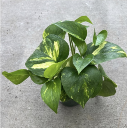 Pothos �Golden� 4"