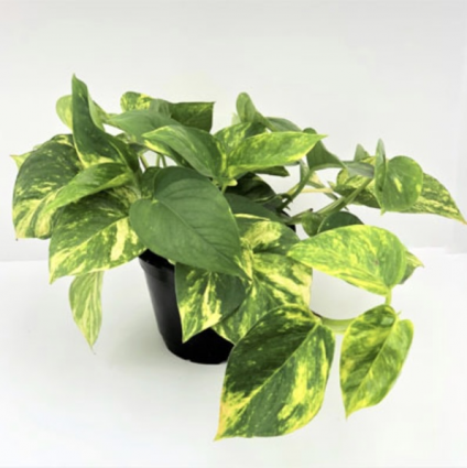 Pothos �Golden� 6"