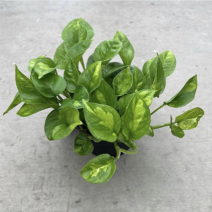 Pothos �Global Green� 6"