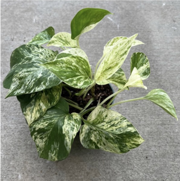 Pothos �Marble Queen� 4"