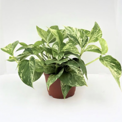 Pothos �Marble Queen� 6"