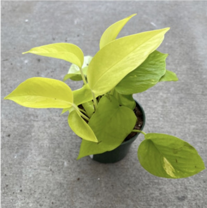 Pothos �Neon� 4"