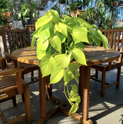 Pothos �Neon Queen� HB 8"