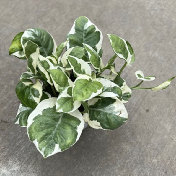 Pothos �N Joy� 4"