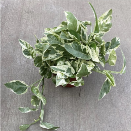 Pothos �N Joy� 6"