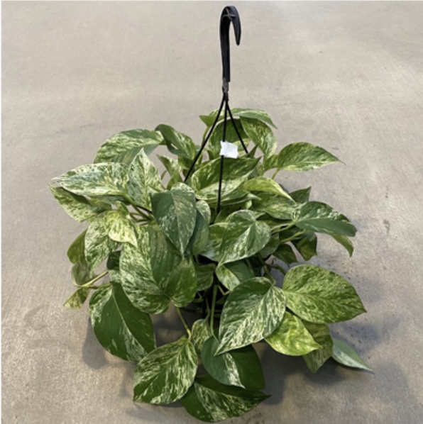 Pothos �Golden� HB 8"