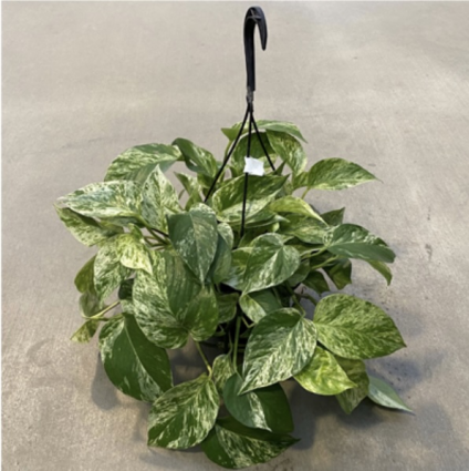 Pothos �Golden� HB 8"