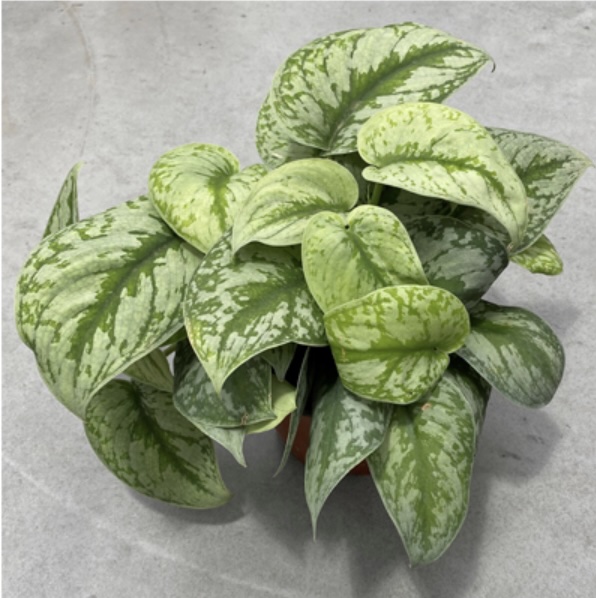 Pothos �Satin� 6"