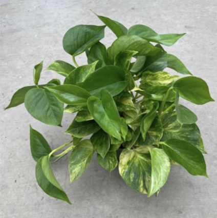 Pothos �Sun Queen�