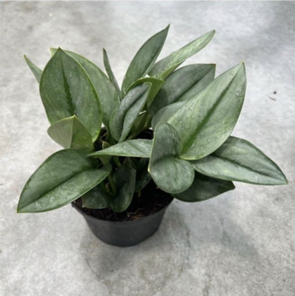 Pothos �Sterling� 6"