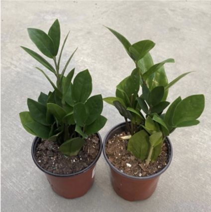 ZZ Plant 4" (sold separately)