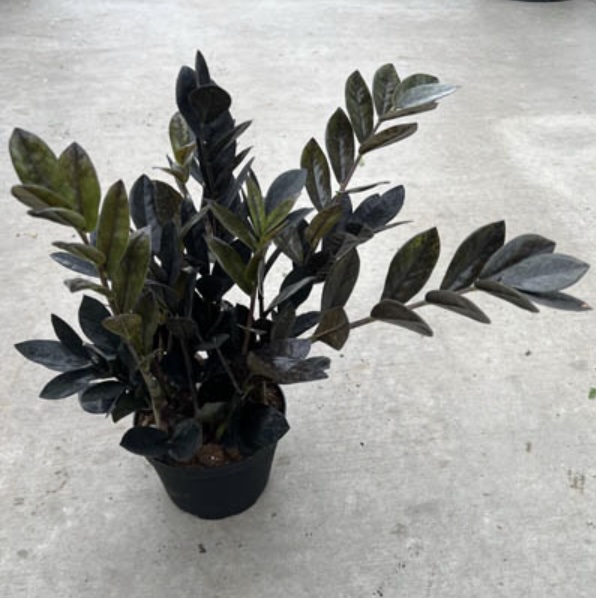 ZZ Plant �Black Raven� 6"