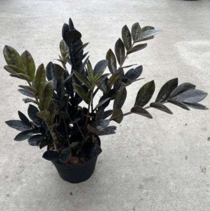 ZZ Plant �Black Raven� 6"
