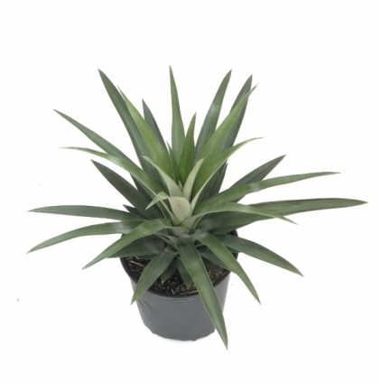 Pineapple Plant 6"