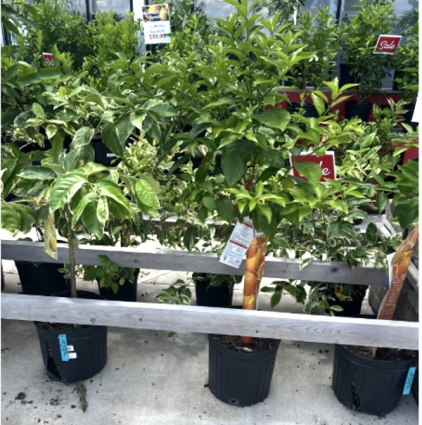 Citrus Trees � Lemon, Lime & Orange 2G