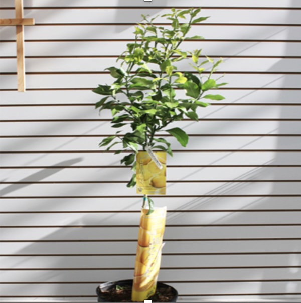 Citrus Trees � Lemon, Lime & Orange 12"