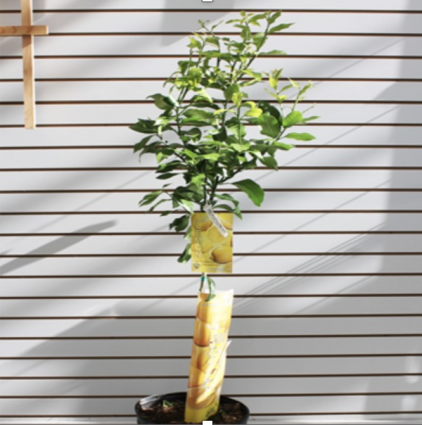 Citrus Trees � Lemon, Lime & Orange 12"