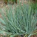 GRASS, BLUE DUNE LYME 3-5 GALLON