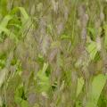 GRASS, INLAND SEA OATS 1 GALLON