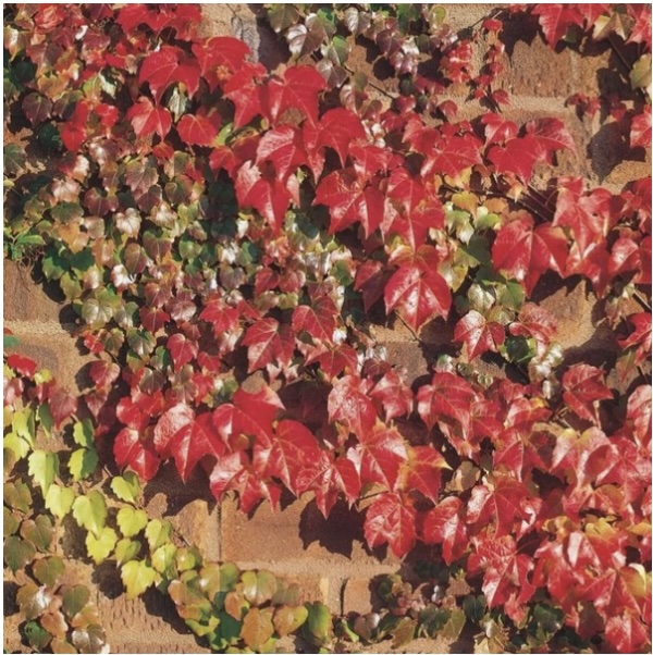 BOSTON IVY