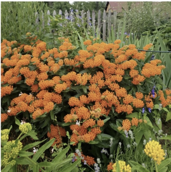 NATIVE PLANTS FOR SUN