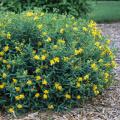 Blue Velvet St. John's Wort (Hypericum) 3-5G