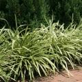 Variegated Liriope 1G