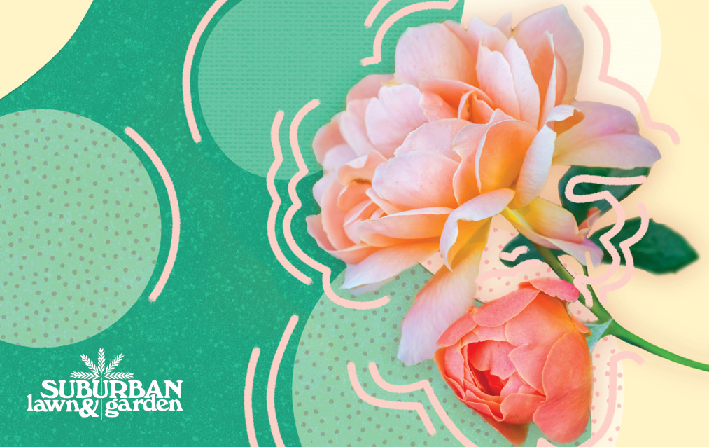 Rose Bloom Joy E-Gift Card