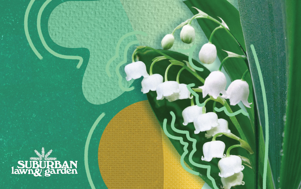 Lily of the Valley E-Gift Card