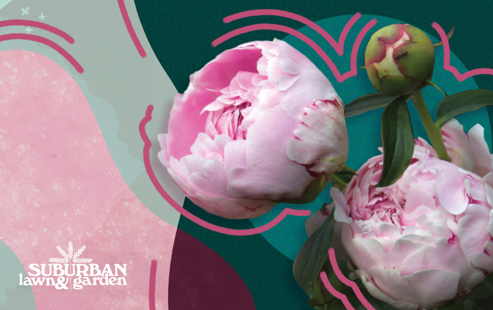 Blooming Peonies E-Gift Card