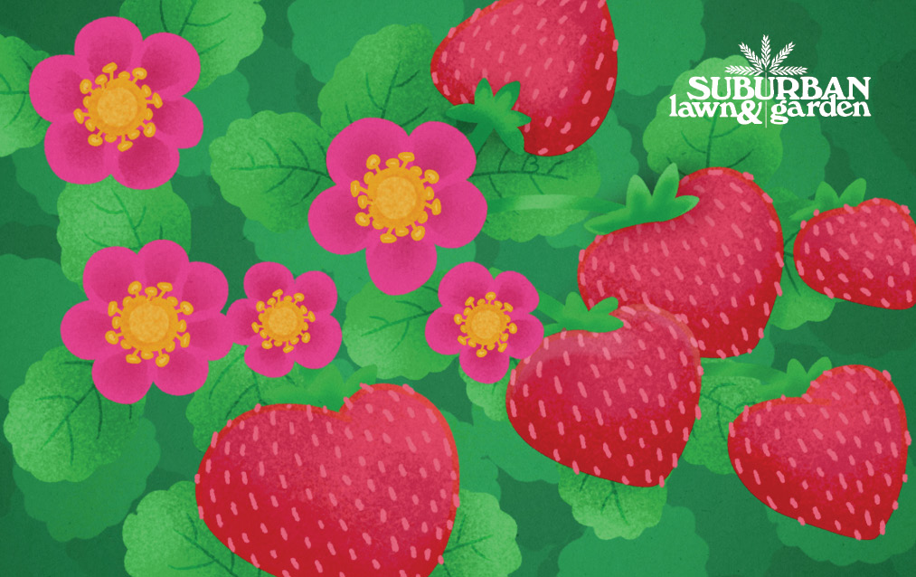 Strawberry Delight E-Gift Card