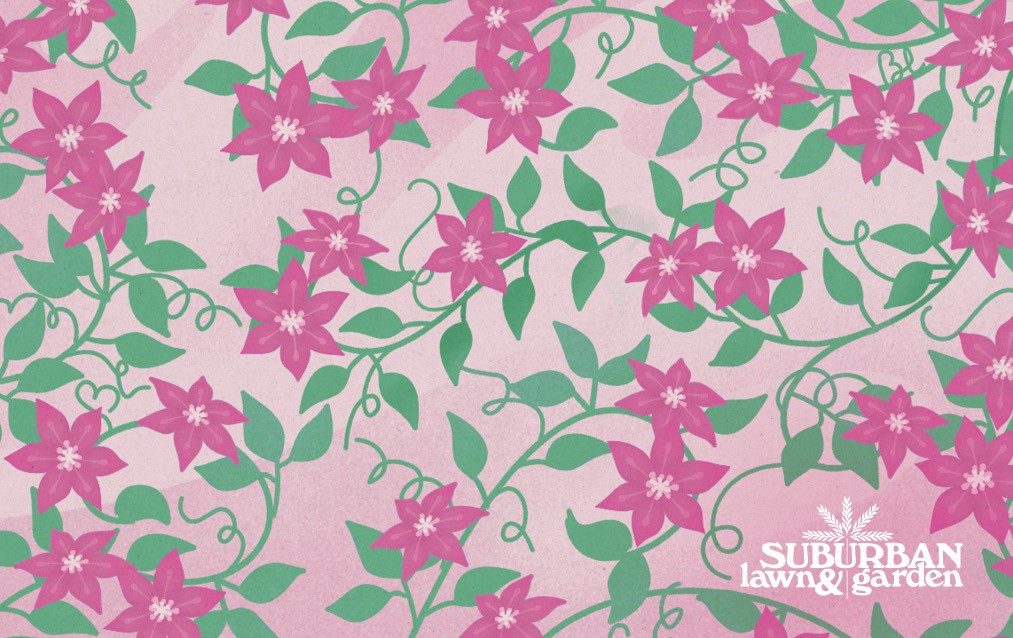 Climbing Clematis E-Gift Card