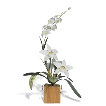 White Cattleya Dendrobium Orchid on Teak Base