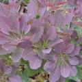 Royal Purple Smoketree