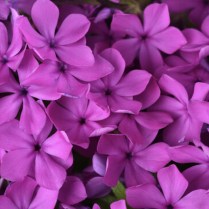Candy Cloud Dark Pink Mounding Phlox 1G
