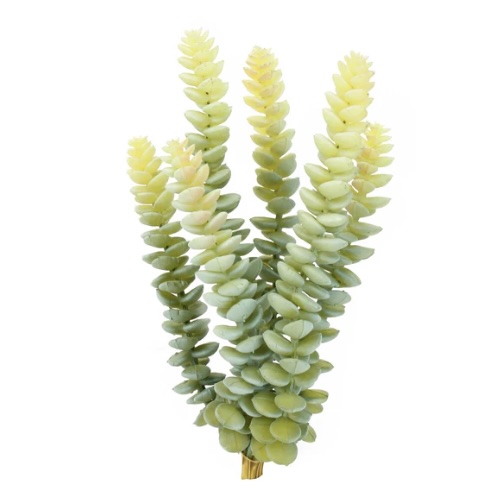 Stacking Crassula Pick 6"