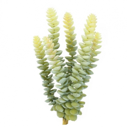 Stacking Crassula Pick 6"