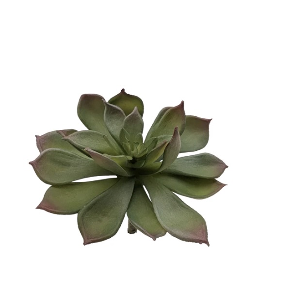 Blush Echeveria Pick 6"